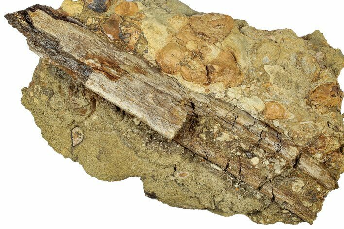 Fossil Dinosaur Bone in Sandstone - Wyoming #331106